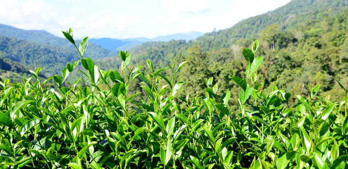 Green tea bud and fresh leaves. Tea plantations in mountain