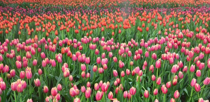 colorful tulips in tulip field panorama