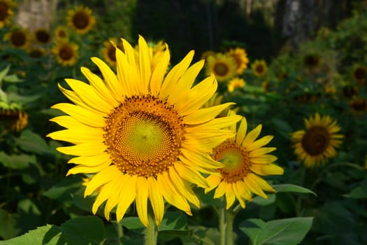 Sunflowers in valley