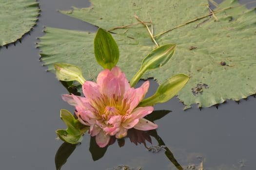A beautiful old rose water lily  or lotus flower in pond