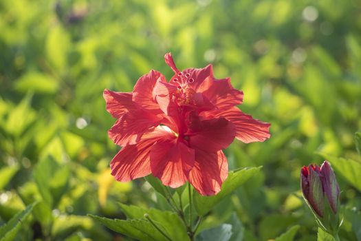 red poppy in the garden