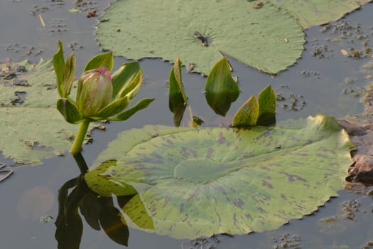 A beautiful old rose water lily  or lotus flower in pond