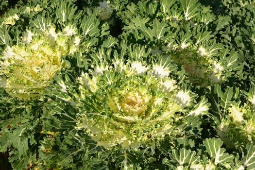 Cabbage Ornamental