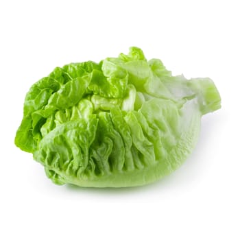 fresh baby Cos Lettuce Isolated on a White Background.