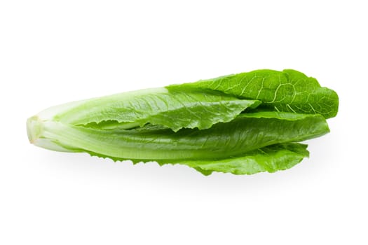 Cos Lettuce Isolated on a White Background.