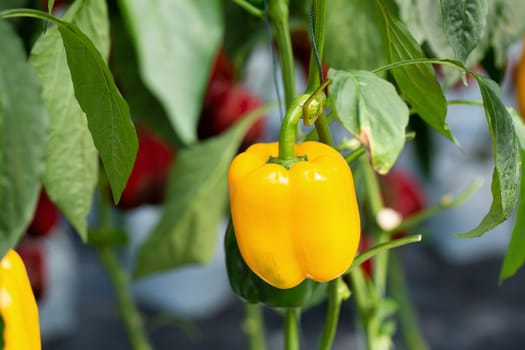 Yellow bell peppers hanging on tree in the agricultural farm.