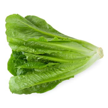 Cos Lettuce Isolated on a White Background.