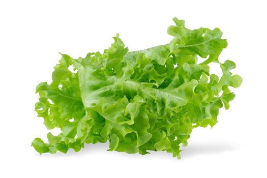 Green oak leaf lettuce isolated on white background.