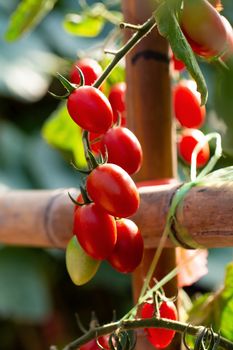 Ripe red tomatoes are hanging on the tomato tree in the agricultural farm.