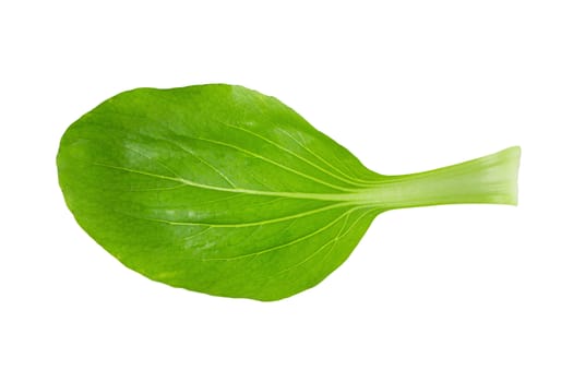 Bok choy cabbage isolated over white background.