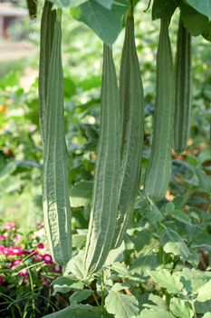 Luffa gourd plant in garden, luffa cylindrica.