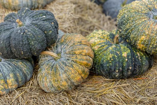 Pumpkin grows in the garden on the straw floor.