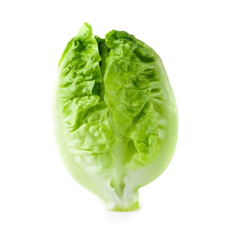 fresh baby Cos Lettuce Isolated on a White Background.