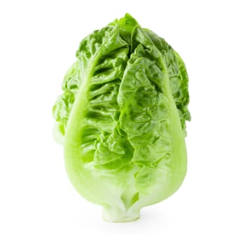 fresh baby Cos Lettuce Isolated on a White Background.