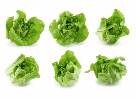 Fresh butterhead salad isolated on white background.