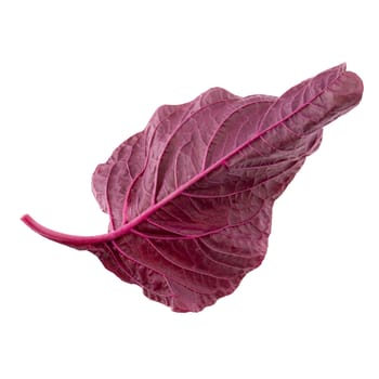 Red spinach leaves isolated on white background.