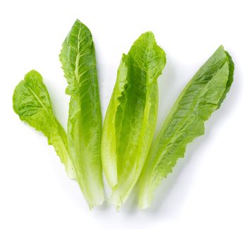 Cos Lettuce Isolated on a White Background.