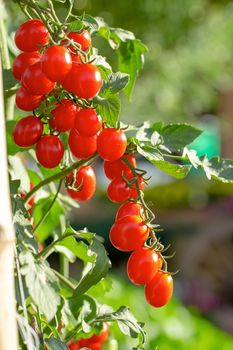 Ripe red tomatoes are hanging on the tomato tree in the agricultural farm.