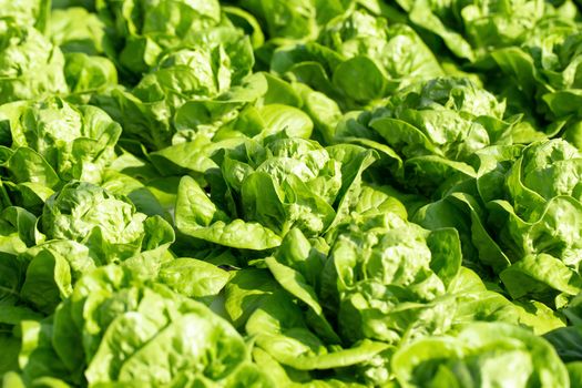 Fresh Butterhead lettuce leaves, Salads vegetable in the agricultural hydroponics farm.