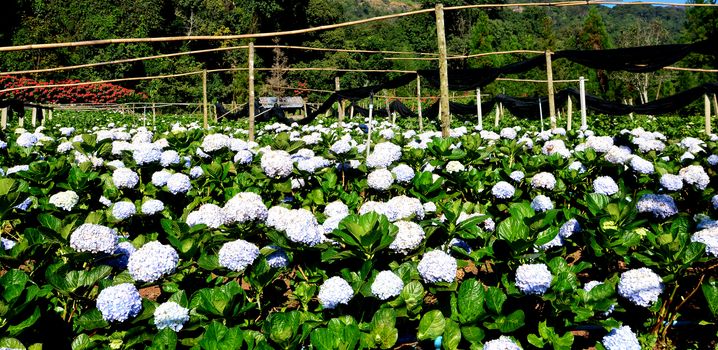 Hydrangea flower (Hydrangea macrophylla) in a garden

