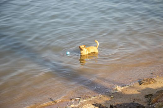 a dog golden retriever in the park