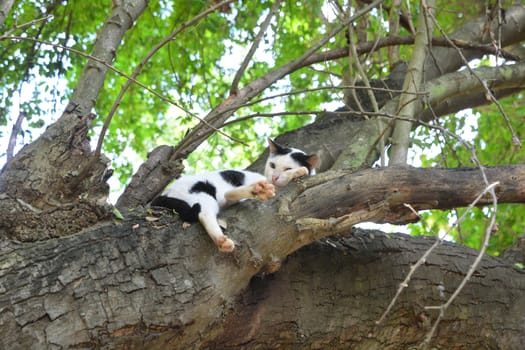 Cat sleeping on tree

