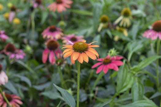 a lot of purple flowers in the garden