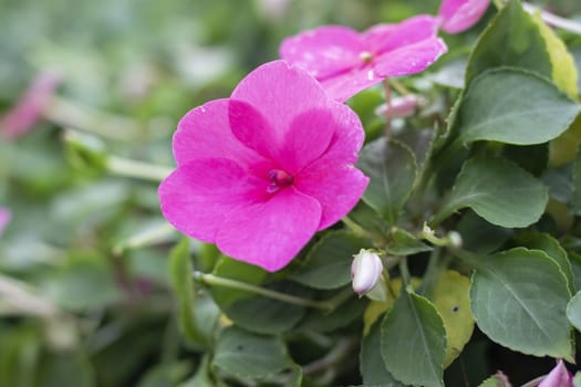 a lot of purple flowers in the garden