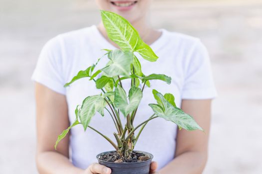 Woman hand holding fresh green arrowhead vine plant (Syngonium podophyllum) in black pot