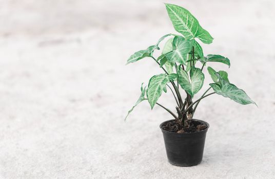 Fresh green arrowhead vine plant (Syngonium podophyllum) in black pot