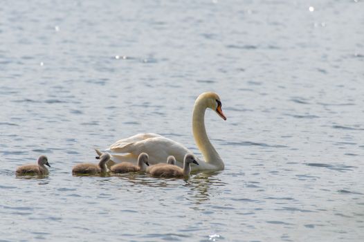 One swan (cygnus) with her swan chicks swimming on the lake Olbersdorfer See near Zittau, Saxony / Germany