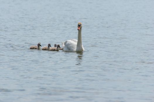 One swan (cygnus) with her swan chicks swimming on the lake Olbersdorfer See near Zittau, Saxony / Germany