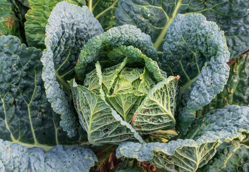 savoy cabbage growing in an organic self sufficient garden
