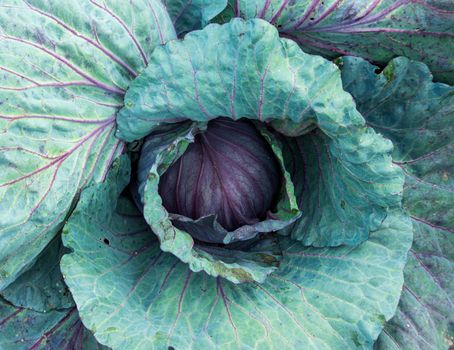 top view on red cabbage head in a self sufficient organic garden