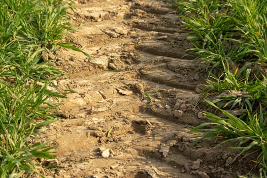 close up of a tire track of a tractor in a field of young wheat during evening sunset