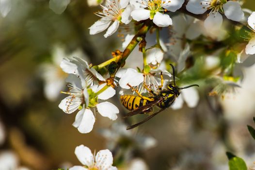 vespula vulgaris (common wasp) sitting on white spring blossoms feeding on nectar