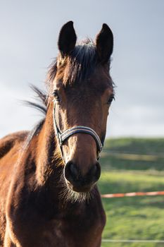 Head of brown horse standing on a meadow in evening light