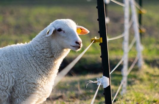 sheep in a field near an electric fence