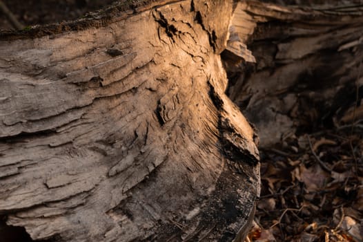 close up of broken tree trunk