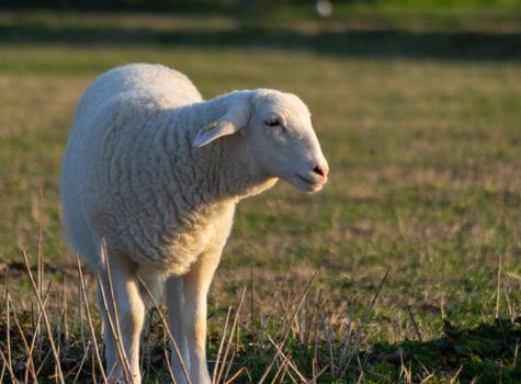 lamb on the meadow