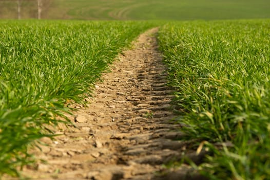 tire tracks of a tractor in a field of young wheat during evening sunset