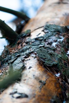 fallen wet debarked tree in the forest