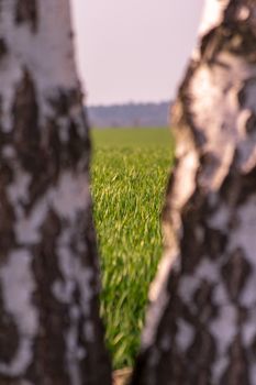 seeing a field of young wheat through a gap between two young birch trees