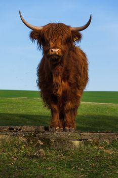 Scottish highland cattle standing on a meadow in spring