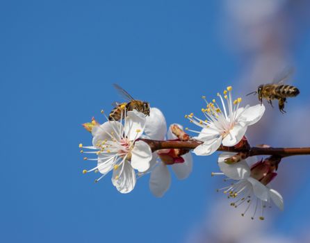 two bees looking for nectar on blossoms of an apricot tree
