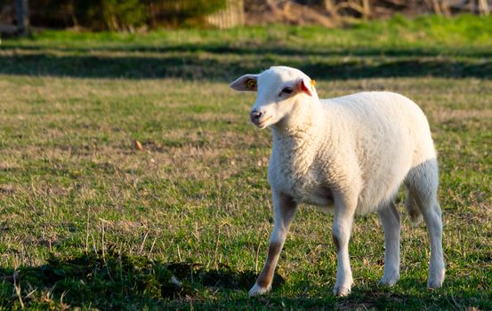 young lamb standing on a green meadow in warm evening light