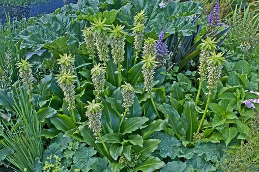Flowering Eucomis bicolor, Pinapple Lily in a garden border