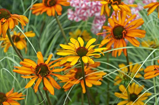 Detail of flower border with colourful Echinacea 'Tiki Torch' in close up