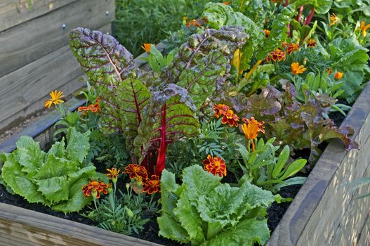 A raised bed of vegetables and flowers in a urban garden