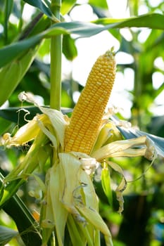 Yellow corn in green leaves on a farm field.